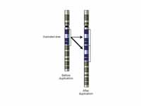 Schematic of a region of a chromosome...