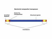 A DNA composite transposon.