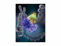 DNA ligase, shown above repairing chr...