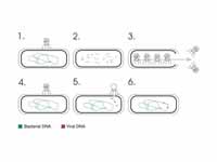 Transduction