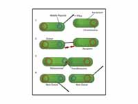 Bacterial conjugation - 1- Donor cell...