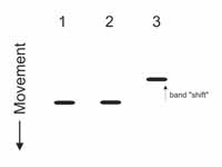 Gel Shift Assay: Lane 1 is a negative...