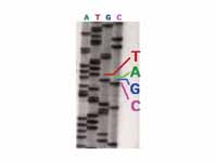 Part of a radioactively labelled sequ...