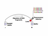 Capillary electrophoresis