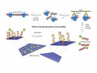 Workflow overview of the wet-lab port...