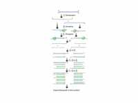 Schematic drawing of the PCR cycle. (...