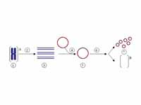 Cloning a gene using a plasmid.  (1) ...