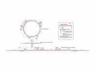 Schematic representation of the inser...