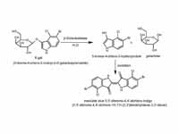 X-gal reaction