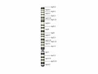 Chromosome 4 (human)