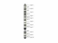 Chromosome 5 (human)