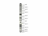 Chromosome 6 (human)