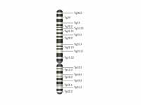 Chromosome 7 (human)