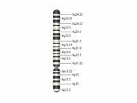 Chromosome 8 (human)