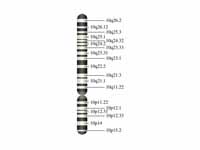 Chromosome 10 (human)