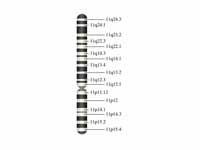 Chromosome 11 (human)