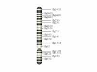 Chromosome 12 (human)