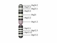 Chromosome 16 (human)