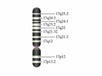 Chromosome 17 (human)