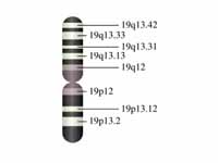 Chromosome 19 (human)