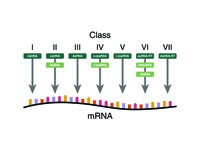 The Baltimore Classification of virus...