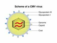 Schematic of a Cytomegalovirus