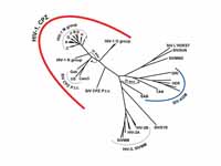 The phylogenetic tree of the SIV and ...