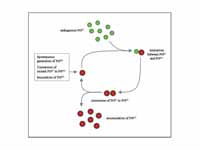 Proposed mechanism of prion propagation