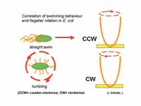 Correlation of swimming behavior and ...