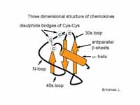 Three dimensional structure of chemok...