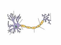 Structure of a typical neuron