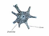 Motor nerve cell from ventral horn of...