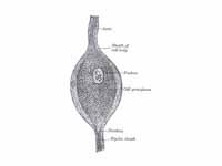 Bipolar nerve cell from the spinal ga...