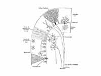 Transverse section of a cerebellar fo...