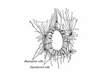 Section of central canal of medulla s...