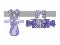 Bacterial potassium channels shut (le...