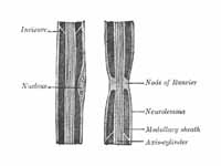 Diagram of longitudinal sections of m...