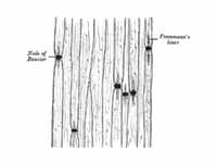 Medullated nerve fibers stained with ...