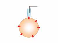 The cell-attached patch clamp uses a ...