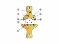 Neuron A (transmitting) to neuron B (...