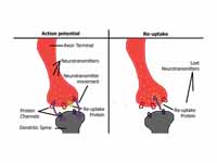 A synapse before and during re-uptake...