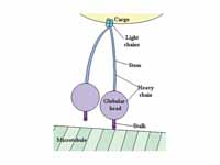 Dynein, a motor protein responsible f...