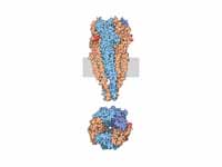 Acetylcholine receptor (nicotinic) fr...