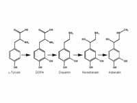 Epinephrine is synthesized from norep...