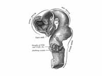 Brain of human embryo of four and a h...