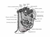 Section of the medulla oblongata at a...