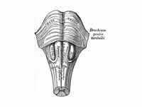 Medulla oblongata and pons. Anterior ...