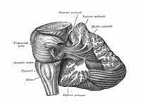 Dissection showing the projection fib...