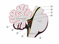 Pons and cerebellum.