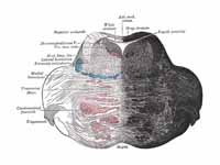 Coronal section of the pons, at its u...